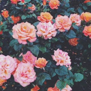 Meet your Posher, Valerie